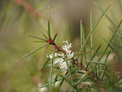 Hakea