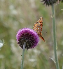 Speyeria nokomis