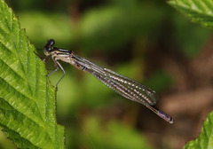 Coenagrion hastulatum