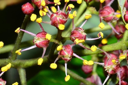 Phellodendron amurense iNat (2)