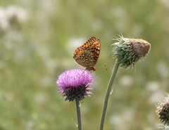 Speyeria nokomis
