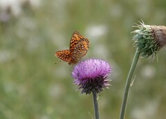 Speyeria nokomis