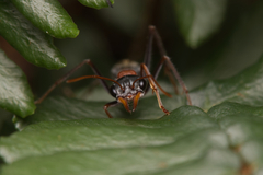 Myrmecia nigrocincta