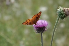Speyeria nokomis