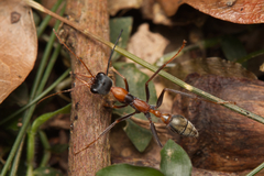 Myrmecia nigrocincta
