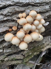 Pholiota squarrosoides