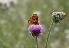 Speyeria nokomis
