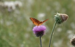 Speyeria nokomis