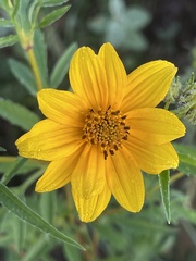 Bidens aristosa