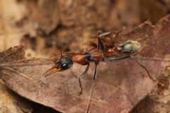 Myrmecia nigrocincta