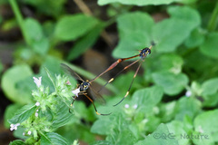Systropus chinensis