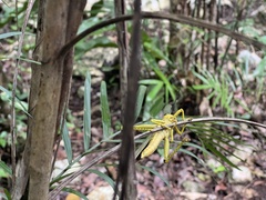 Tropidacris cristata