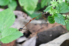 Systropus chinensis