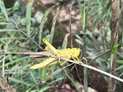 Tropidacris cristata