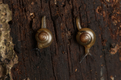 Helicarionidae