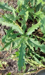 Cirsium arvense integrifolium