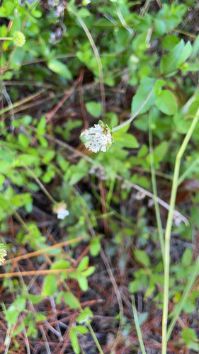 Image of Everglades Squarestem by no rights reserved
