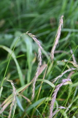 Elymus sibiricus