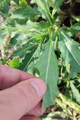 Cirsium arvense integrifolium