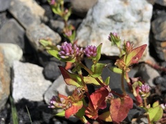 Persicaria nepalensis