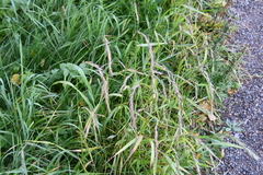 Elymus sibiricus