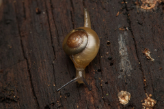 Helicarionidae