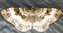 Epirrhoe alternata