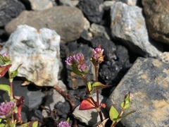 Persicaria nepalensis