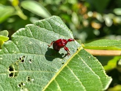 Paratrachelophorus nodicornis