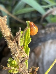 Doryphorina