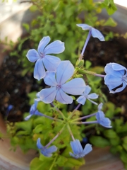 Plumbago auriculata