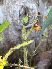 Doryphorina