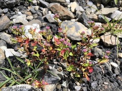 Persicaria nepalensis