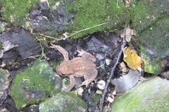 Bufo spinosus