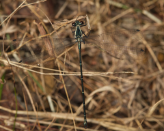 Austroargiolestes icteromelas