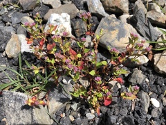 Persicaria nepalensis