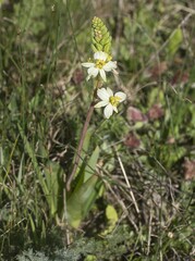 Bulbine