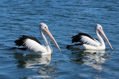 Pelecanus conspicillatus
