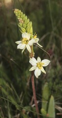 Bulbine
