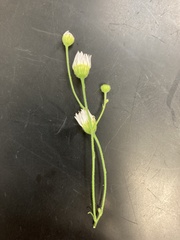 Erigeron strigosus