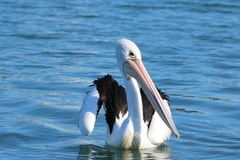 Pelecanus conspicillatus