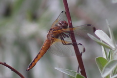 Libellula fulva