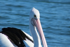 Pelecanus conspicillatus