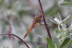 Libellula fulva