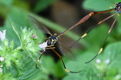 Systropus chinensis