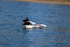 Pelecanus conspicillatus