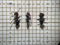 Crematogaster scutellaris