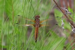 Libellula fulva