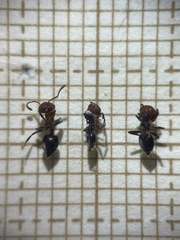 Crematogaster scutellaris