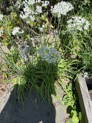 Allium tuberosum